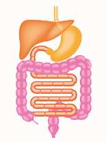 消化器科（胃腸科）